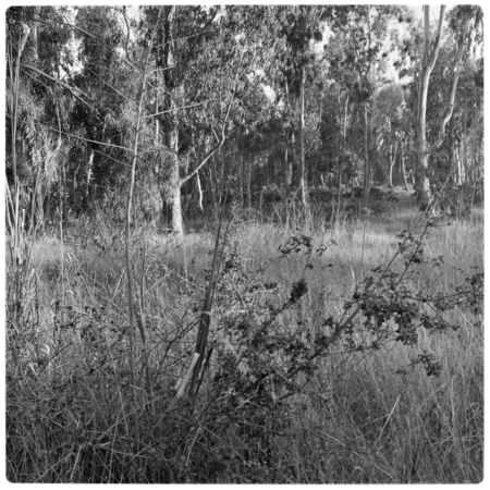 Eucalyptus grove east of north campus recreation area