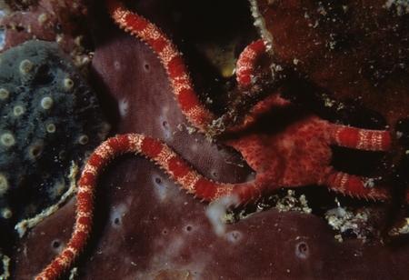 Brittle star on reef