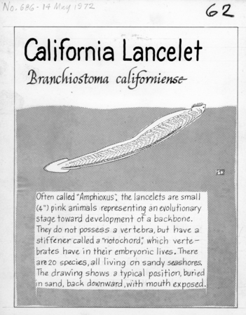 California lancelet: Branchiostoma californiense (illustration from &quot;The Ocean World&quot;)