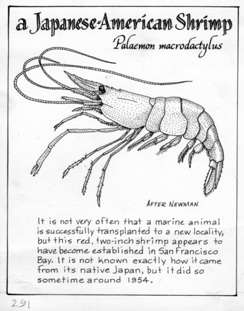 A Japanese-American shrimp: Palaemon macrodactylus (illustration from &quot;The Ocean World&quot;)
