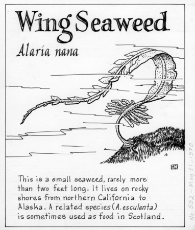 Wing seaweed: Alaria nana (illustration from &quot;The Ocean World&quot;)