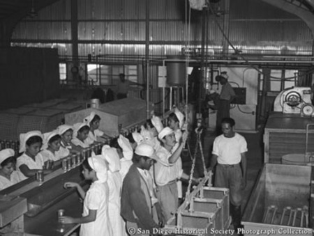 Workers inside American Agar Company kelp processing facility
