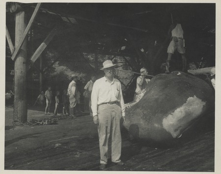 Claude M. Adams posing in front of sperm whale processing with flensing knives. Shore-based sperm whale fishery, Japan, c1947