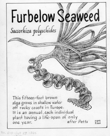 Furbelow seaweed: Saccorhiza polyschides (illustration from &quot;The Ocean World&quot;)
