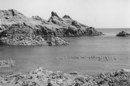 Baja California bay. Gulf of California Expedition, 1940