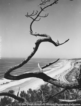 View from bluffs of bare tree in foreground, coastline, and ocean surf at Torrey Pines Beach