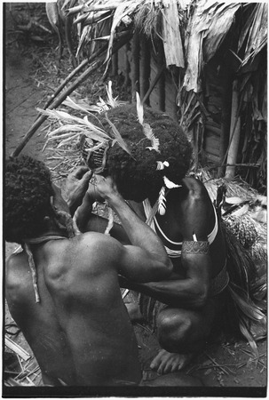 Pig festival, wig ritual, Tsembaga: at men&#39;s house, man (l) constructs wig and decorates it with feathers
