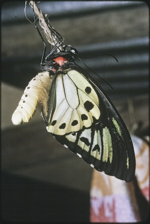 Butterfly emerges from cocoon