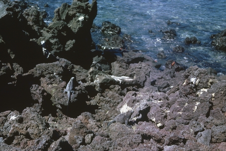 Large iguana found in &quot;Tagus Cove&quot; directly east of Fernandina Island on the west coast of Isla Isabela during the Scripps...