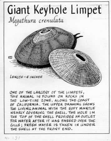Giant keyhole limpet: Megathura crenulata (illustration from &quot;The Ocean World&quot;)