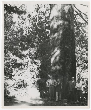 Ed Fletcher and others at base of redwood tree