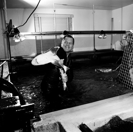William L. Orris holding a leopard sharp in a holding tank, Scripps Institution of Oceanography