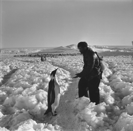 Alexander F. Pushkin and an Emperor penguin near the rookery site