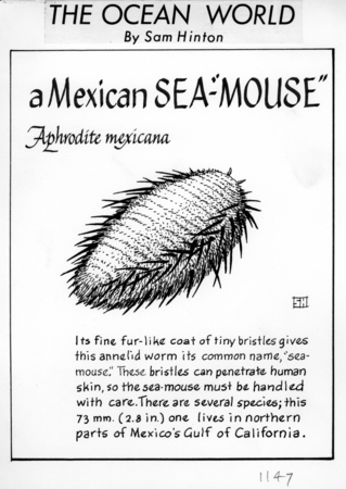 A Mexican sea-&quot;mouse&quot;: Aphrodita mexicana (illustration from &quot;The Ocean World&quot;)