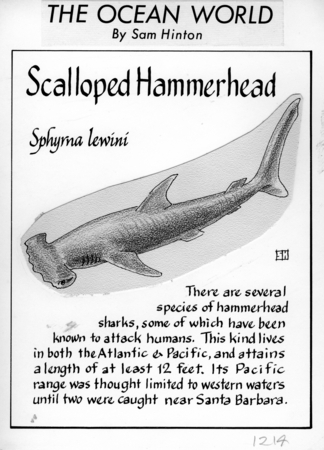 Scalloped hammerhead: Sphyrna lewini (illustration from &quot;The Ocean World&quot;)