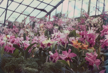 Orchids as were seen in a greenhouse in Hawaii. This photo was taken by a member of the scientific party while taking a br...