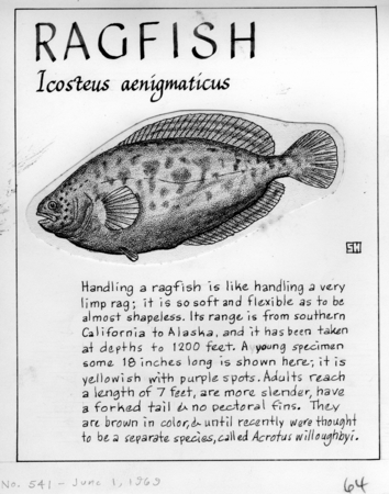 Ragfish: Icosteus aenigmaticus (illustration from &quot;The Ocean World&quot;)