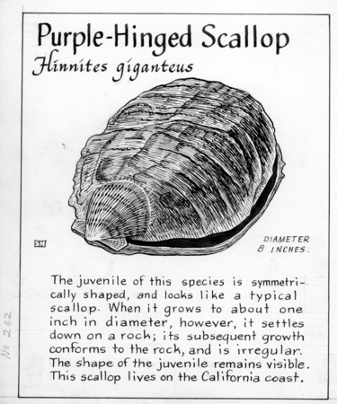 Purple-hinged scallop: Hinnites giganteus (illustration from &quot;The Ocean World&quot;)