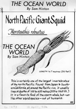 North Pacific giant squid: Moroteuthis robustus (illustration from &quot;The Ocean World&quot;)