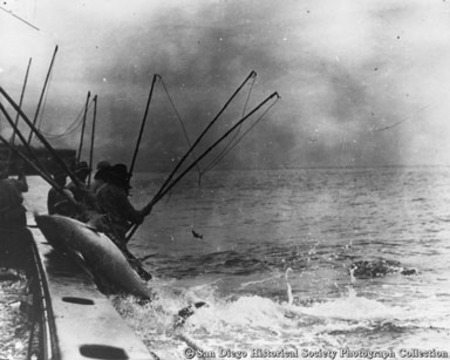 Tuna fishermen with bamboo poles in metal racks on side of boat, pulling in large tuna