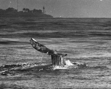 Whale lobtailing off Point Loma