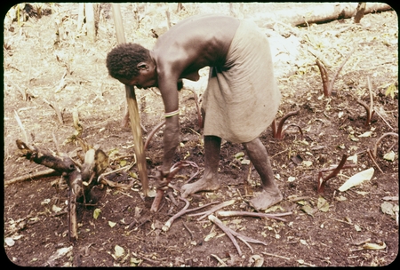 Woman planting taro