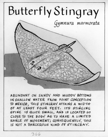 Butterfly stingray: Gymnura marmorata (illustration from &quot;The Ocean World&quot;)