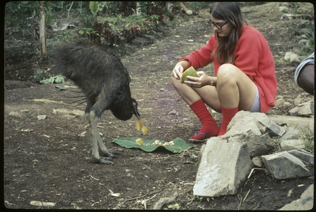 Cassowary being fed by Susan Pflanz-Cook