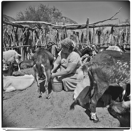 Milking goats at Rancho Pie de la Cuesta