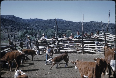 Roping a calf at Rancho Tepí