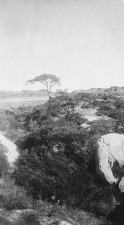 Landscape image of a lone Torrey Pine tree located at Torrey Pines, which was a city public park at this time. Circa 1919.