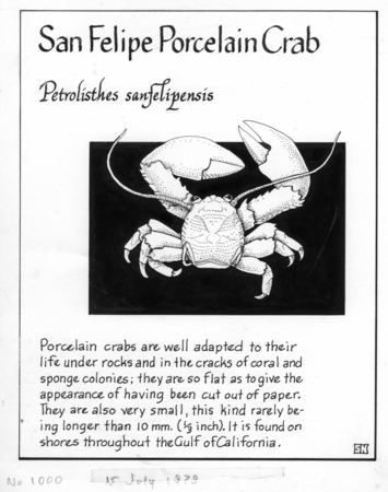 San Felipe porcelain crab: Petrolisthes sanfelipensis (illustration from &quot;The Ocean World&quot;)