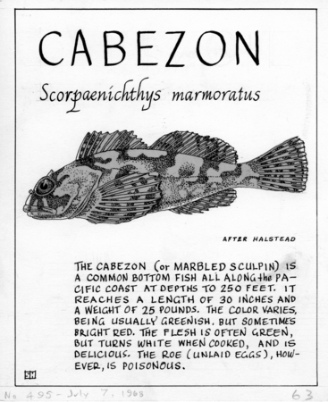 Cabezon: Scorpaenichthys marmoratus (illustration from &quot;The Ocean World&quot;)