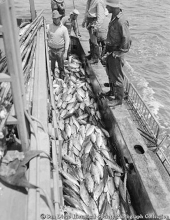 Tuna fishermen looking over catch on deck of boat