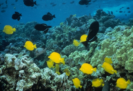 Yellow tangs and black triggerfishes swimming on a reef. Date uknown.