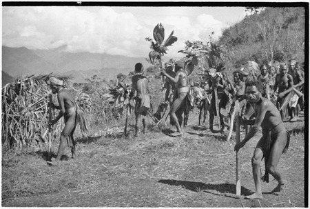 Pig festival, singsing preparations, Kwiop: men expel spirits from ground with stakes, on way to clan boundary