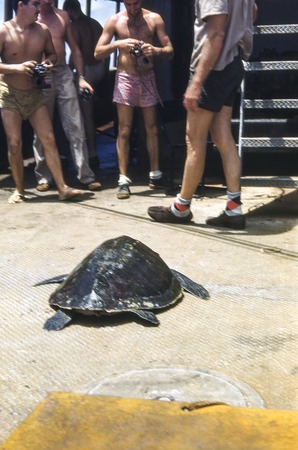 Sea Turtle Caught off Costa Rica 3 of 3