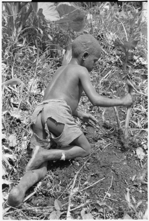 Boy planting taro in garden.