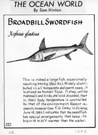 Broadbill swordfish: Xiphias gladius (illustration from &quot;The Ocean World&quot;)