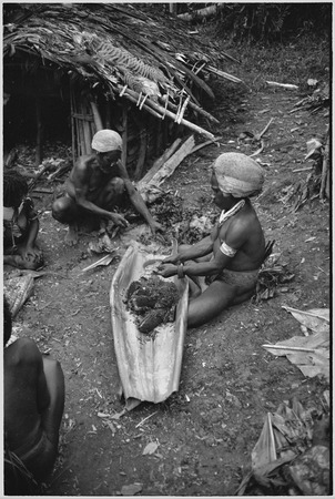 Pig festival, uprooting cordyline ritual, Tsembaga: men strip seeds from red pandanus fruit, to be eaten or squeezed for o...