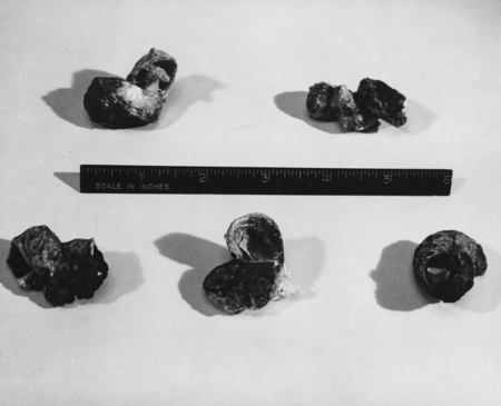 Snail shells collected from guyots by Roger Revelle on MidPac Expedition