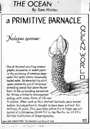 A primitive barnacle: Neolepas zevinae (illustration from &quot;The Ocean World&quot;)