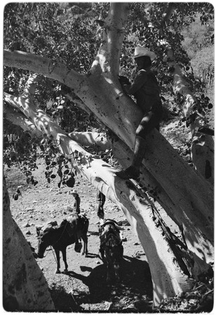 Collecting tree bark for leather tanning at Rancho San Gregorio