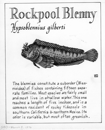 Rockpool blenny: Hypsoblennius gilberti (illustration from &quot;The Ocean World&quot;)
