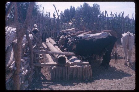 Cattle in a corral at San Agustin