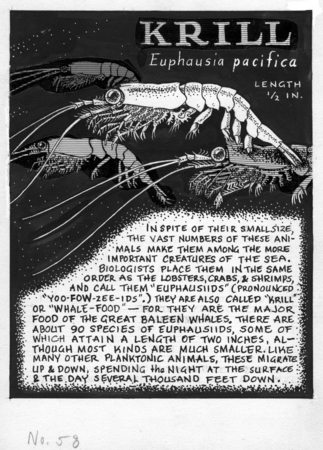 Krill: Euphausia pacifica (illustration from &quot;The Ocean World&quot;)