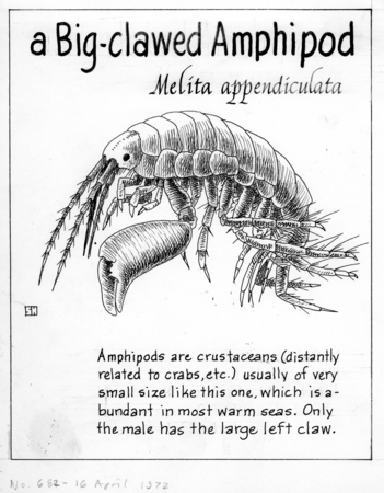 A big-clawed amphipod: Melita appendiculata (illustration from &quot;The Ocean World&quot;)