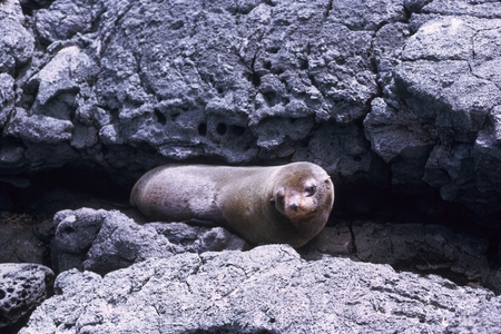 Galapagos fur seal (Arctocephalus galapagoensis) in lava recess, James Island, Galápagos Islands