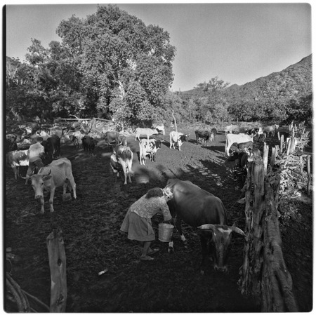 Milking cows at Rancho San Dionisio in Cape Sierra