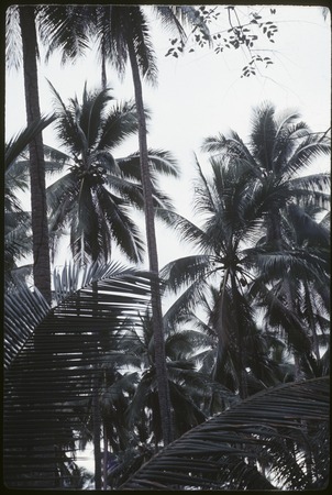 Siar Plantation, coconut trees